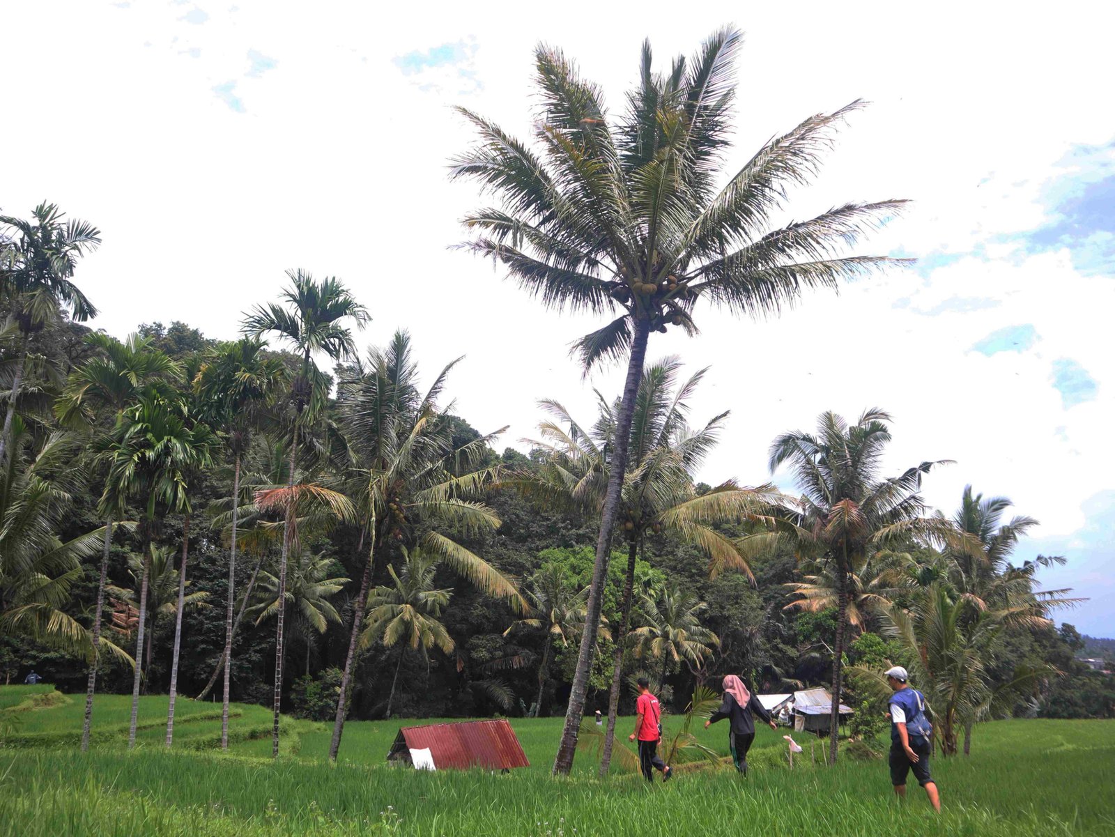 Kearifan Lokal Masyarakat Adat Bayan Jadi Kunci Mitigasi Perubahan Iklim